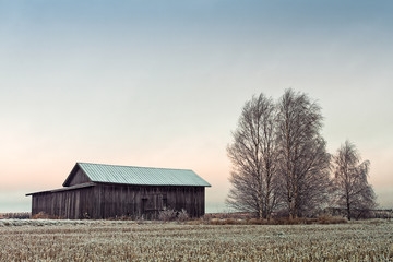 Obraz premium Barn House And Birch Trees On A Frosty Morning