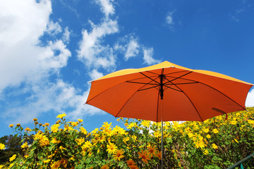 Tithonia diversifolia, Doi Mae U-kho, Khum Yuam, Mae Hong Son, thailand