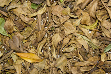 background brown concept design dry fall for ground irregularly leaves nature off pattern scattered season texture warm