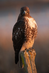 Red-tailed hawk, seen in the wild in North California (Silicon Valley) 