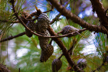 Branch