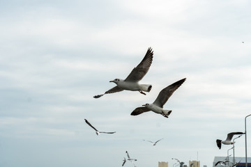 Seagull at Bangpu, Samut-Prakarn, Thailand