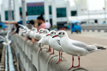 Seagull at Bangpu, Samut-Prakarn, Thailand