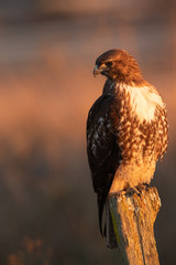 Red-tailed hawk, seen in the wild in North California (Silicon Valley) 