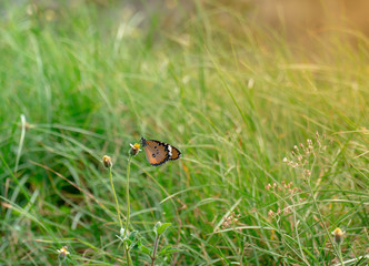 Closeup butterfly on flower