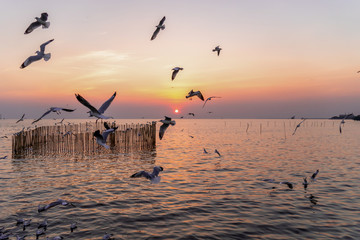 Seagull at Bangpu, Samut-Prakarn, Thailand