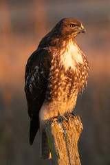 Red-tailed hawk, seen in the wild in North California (Silicon Valley) 