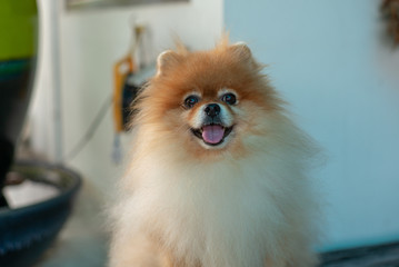 Portrait cute Pomeranian dog looking at the camera with tongue out
