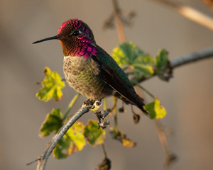 Hummingbird, seen perched  in North California