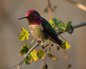 Hummingbird, seen perched  in North California