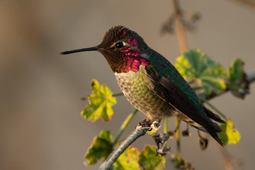 Fototapeta na wymiar Hummingbird, seen perched in North California