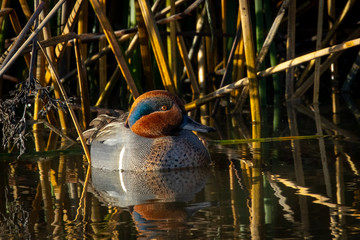 Green-winged Teal, seen in a North California marsh