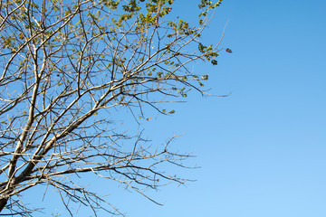 Fototapeta na wymiar Tree branch with beautiful blue sky background.