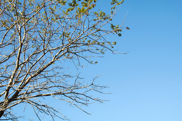 Tree branch with beautiful blue sky background.