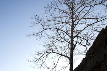 Dry branch with blue sky background.