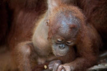 A close up of a baby orangutan