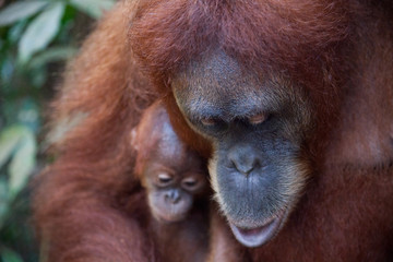 Portrait of a mother and her baby orangutan