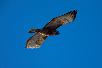 Red-tailed hawk flying, seen in the wild in North California
