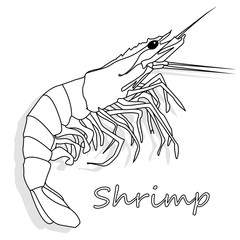 Cooked prawn or tiger shrimp vector illustration monochrome  isolated on white background as package design element.