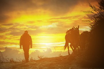 Fototapeta premium horses caravan and worker in high mountain