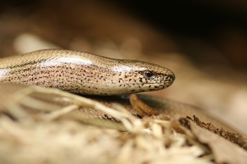 An Anguis fragilis, or slow worm warming up in the sun before going hunting.