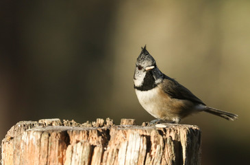 A rare Crested Tit (Lophophanes cristatus) perching on a wooden tree stump with food in its beak in the Abernathy forest in the highlands of Scotland.