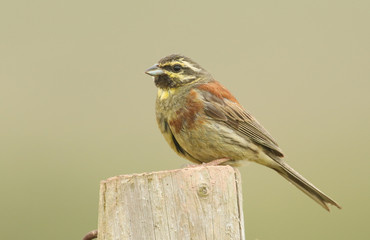 A portrait of a rare Cirl Bunting (Emberiza cirlus) perching on a wooden fence post.