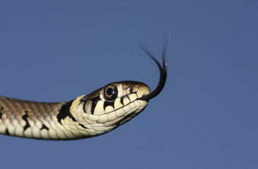 A head shot of a Grass snake (Natrix natrix) hunting for food  with its tongue poking out tasting the air for its prey.