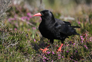 A rare adult Chough (Pyrrhocorax pyrrhocorax) perching on a heather bush.