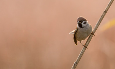 Tree sparrow perch on stick