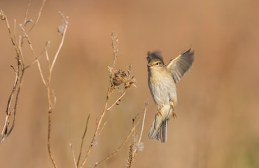 Common chiffchaff bird landing on stick