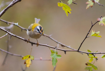Firecrest bird on branch