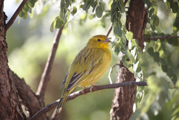 Yellow bird