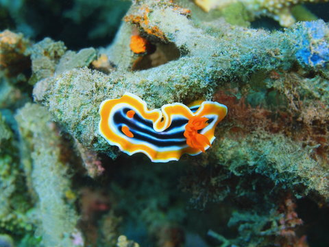 Sea slug