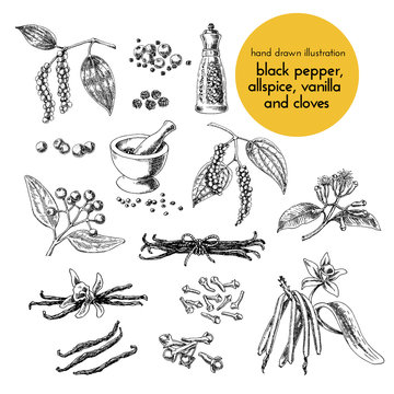 hand drawn vector illustration of herbs and spices. Vintage graphic set illustration of vanilla, cloves, black pepper and allspice. set of herbs spices