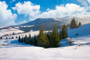 spruce woodlot on a snowy slope
