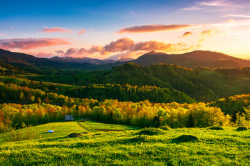 green wonderland at purple sunset