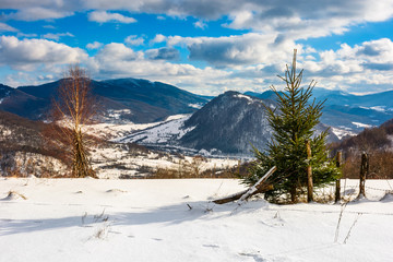 small spruce tree on the slope