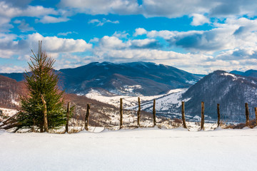 small spruce tree on the slope