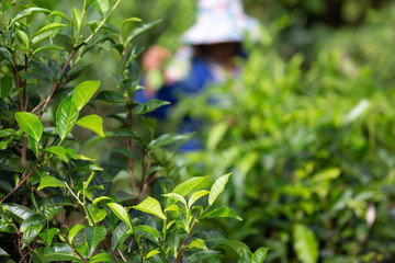 Perfect of the Tea leaf with harvest , woman who collects tea leaves in the farmland with tea leaf at the north of Thailand.