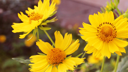 flowers in a picture