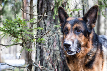 Dog German Shepherd in the forest in an early spring