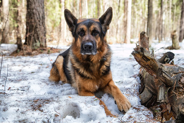 Dog German Shepherd in the forest in an early spring