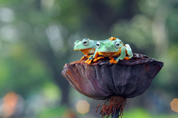 Frog, flying frog,