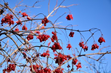 Ripe bunches of red viburnum on branches of the tree.
