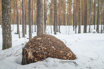 Ant hill in a pine forest in early spring