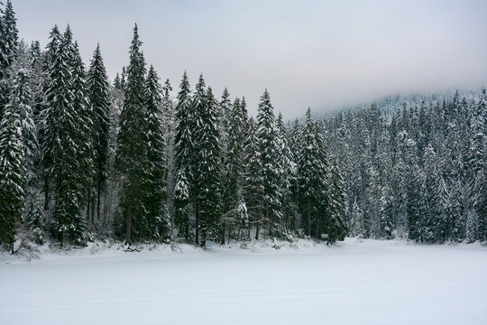 spruce forest in snow