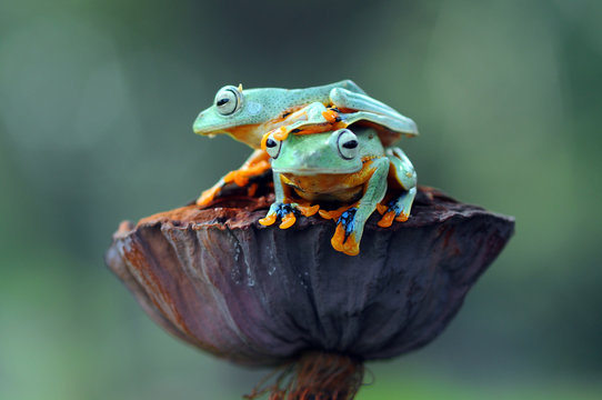 Frog, flying frog,