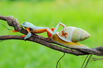 Frog with snail, Flying Frog,
