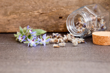 Herb - Borage fresh flowers together with dried Borage flowers in apothecary glass jar